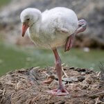 American Flamingo chick by Henner Damke, Shutterstock.