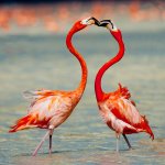 American Flamingos by Owen Deutsch, owendeutsch.com.