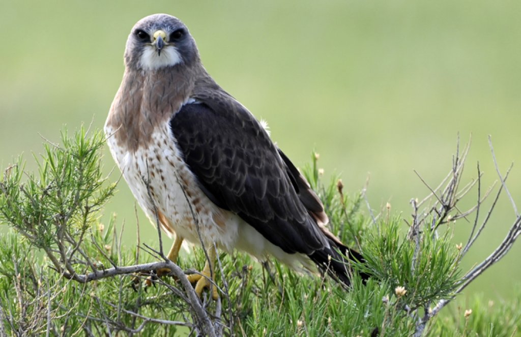 Swainson's Hawk by Brendan Beers, Macaulay Library at the Cornell Lab of Ornithology