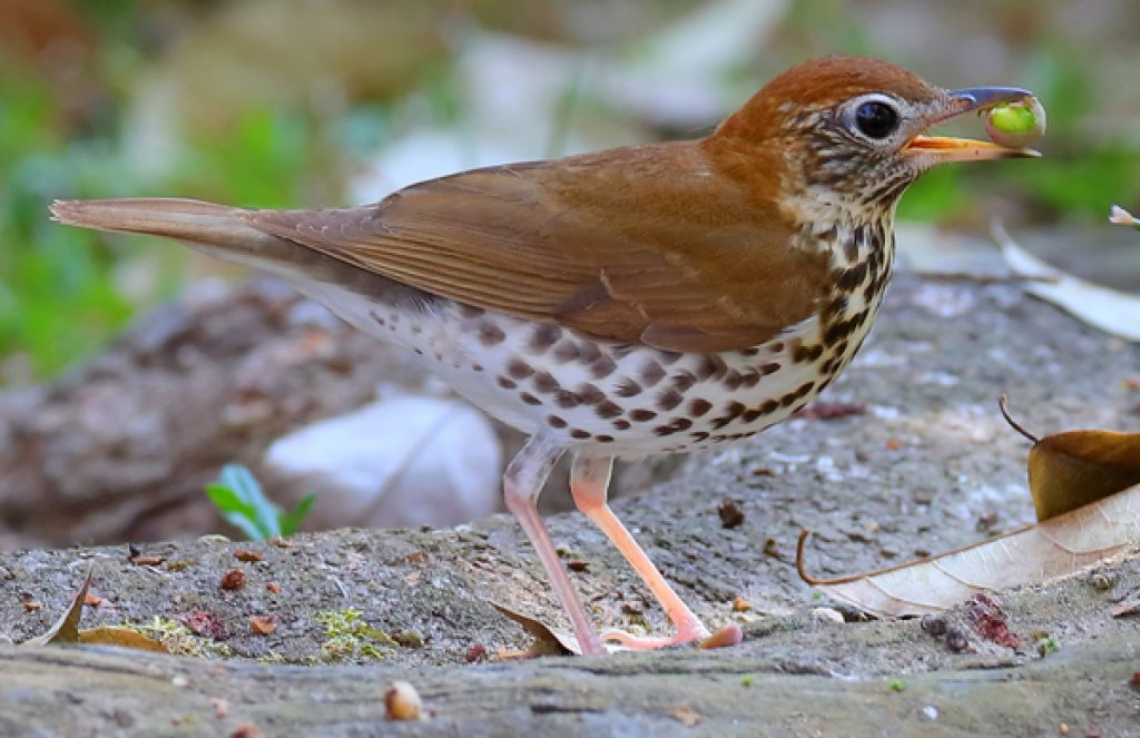 Wood Thrush by Greg Homel, Natural Elements Productions