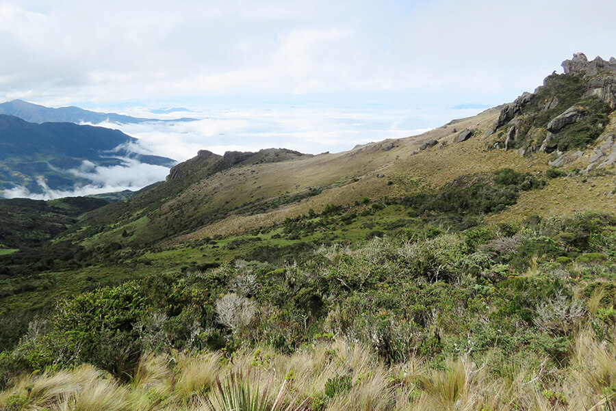The habitat of the Blue-throated Hillstar in the páramo of the western Andes in Ecuador. Photo by Michael Moens.