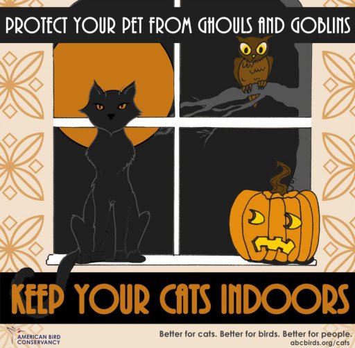 Graphic Text on top of illustrations of a black cat, owl in a tree, and an orange pumpkin: Protect your pet from ghouls and goblins | Keep you cats indoors