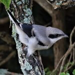 Loggerhead Shrike fledgling by Philip Rathner, Shutterstock
