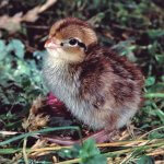 Northern Bobwhite chick by Liz Weber, Shutterstock