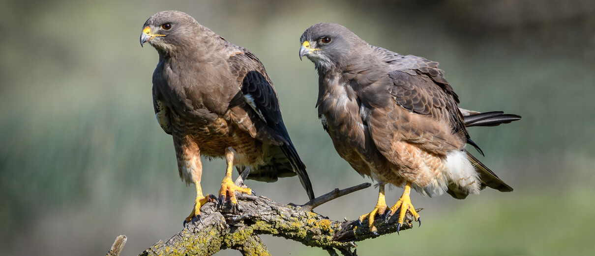 Dark-morph Swainson's Hawks. Photo by Becky Matsubara, CC BY 2.0