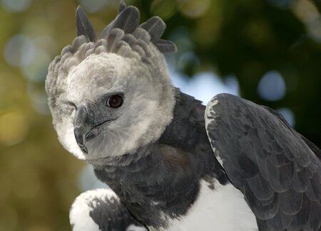Harpy Eagle, Alfredo Maiquez, Shutterstock