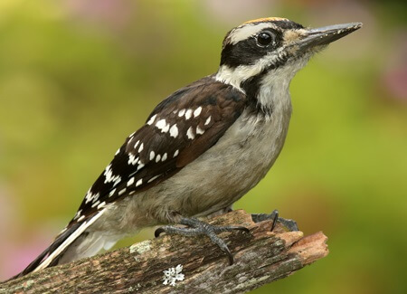 Juvenile Hairy Woodpecker, Steve Byland, Shutterstock