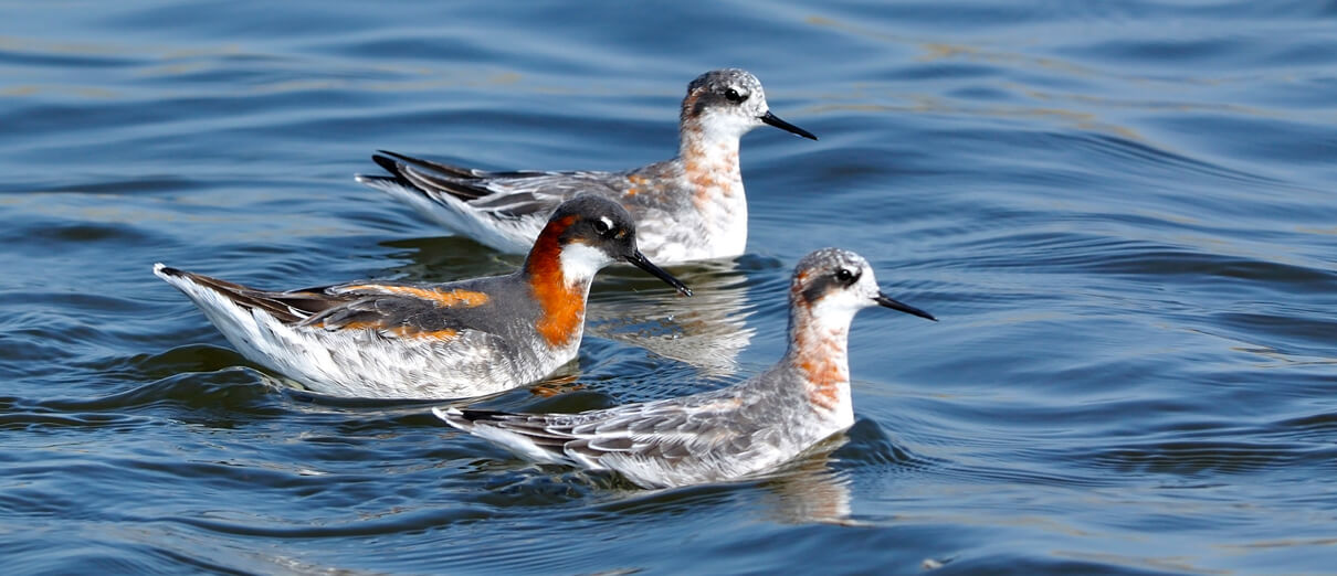 Red-necked Phalaropes; female (back) and two males (front). Photo by tea maeklong, Shutterstock.