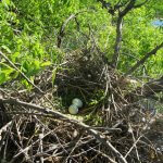 Swainson's Hawk nest and eggs by USDA NRCS Montana
