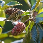 Wood Thrush on magnolia fruit by Andy Reago and Chrissy McClarren, CC BY 2.0