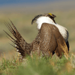 Greater Sage Grouse male